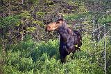 Moose Profile_49953